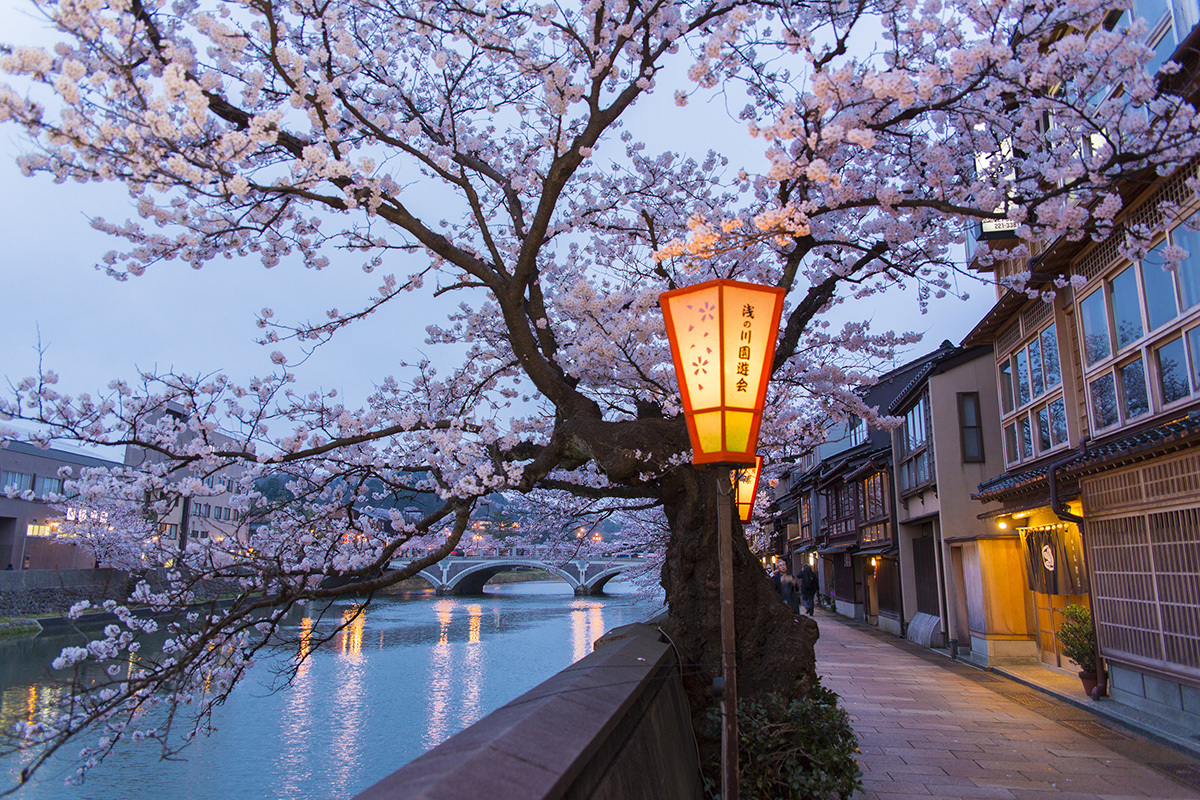 金沢市主計町の夜桜