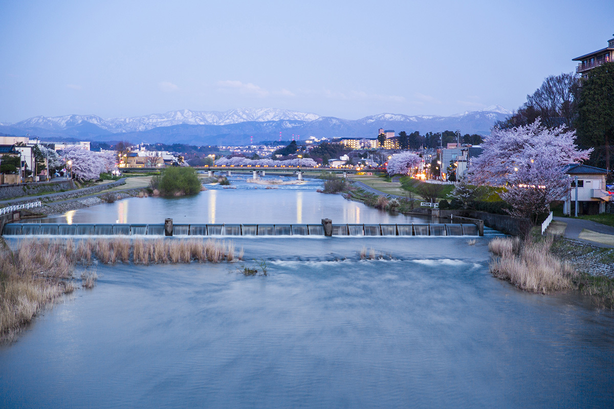 金沢市犀川の桜　ライトアップ
